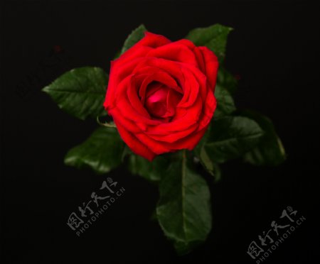 夜色中的一朵玫瑰花