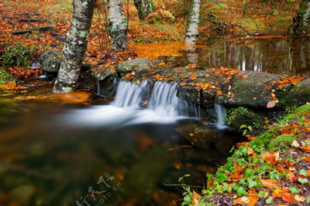 秋天树林里的瀑布小溪