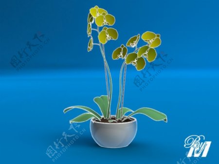 兰科植物