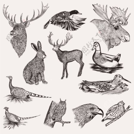 手绘动物系列
