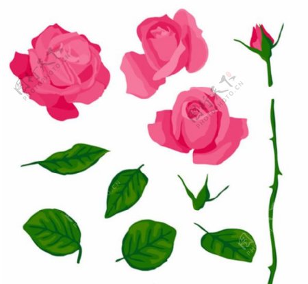 粉色玫瑰与叶子矢量素材下载