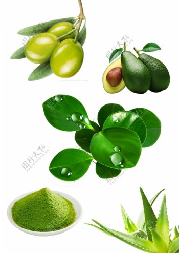 绿色植物素材植物化妆品护肤行业绿色