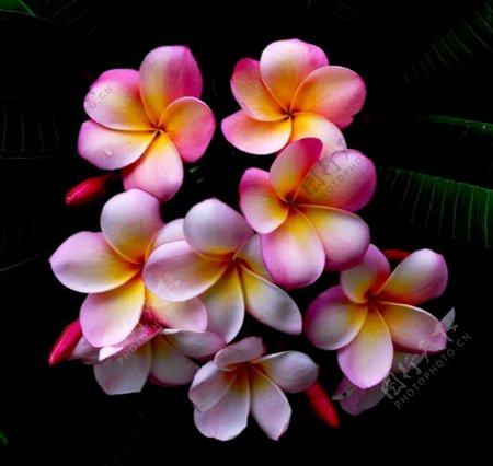 位图植物摄影写实花卉花朵免费素材