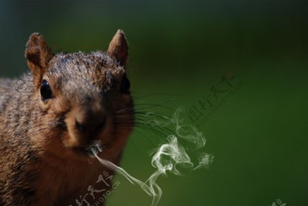 吸烟者的松鼠