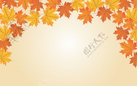秋季枫叶背景
