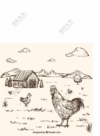 素描风格公鸡农场背景