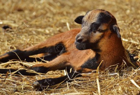 卧在草地上的小羊羔