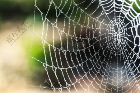 编织的蜘蛛网