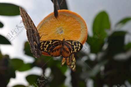 橙子上的蝴蝶
