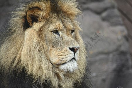 侧面的野生狮子