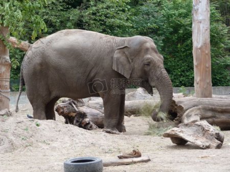 动物园里的大象