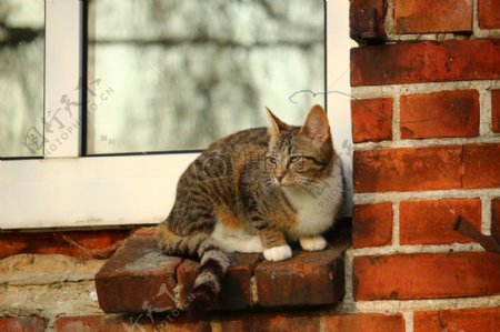 砖墙上的猫咪