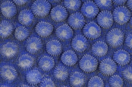蓝色花朵病菌