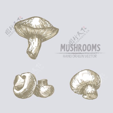手绘素描风格蘑菇背景