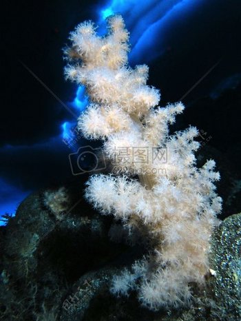黑色背景下的珊瑚
