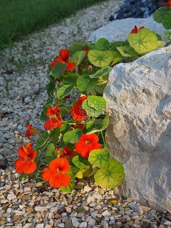 岩石中的花朵