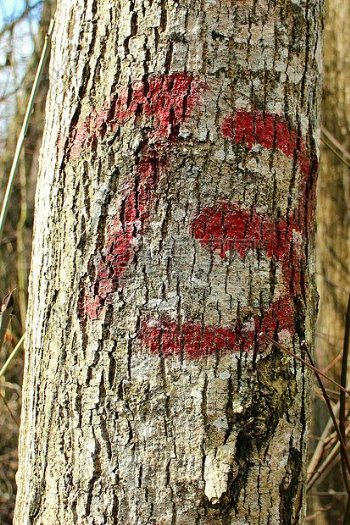 树干上的红色数字