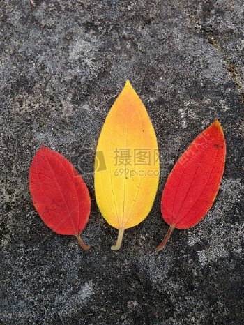 彩色的三片树叶