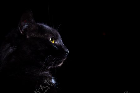 黑色背景与小猫