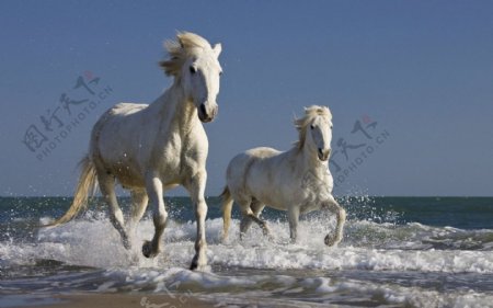 海边奔驰的白马