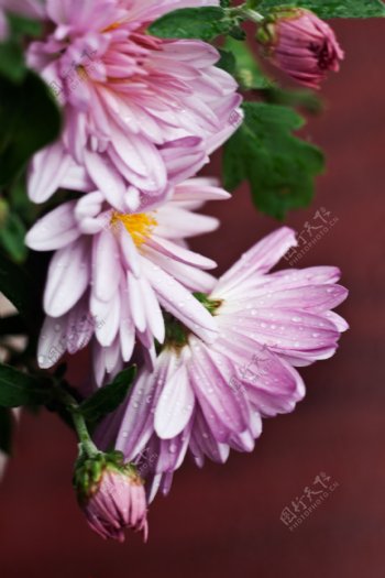 粉红菊花绿叶背景高清图片
