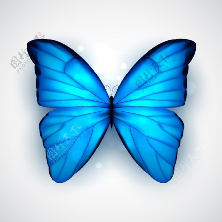 美丽蓝色蝴蝶矢量素材