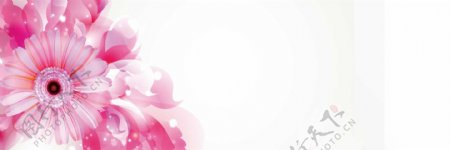 淘宝护肤高清花卉唯美背景banner