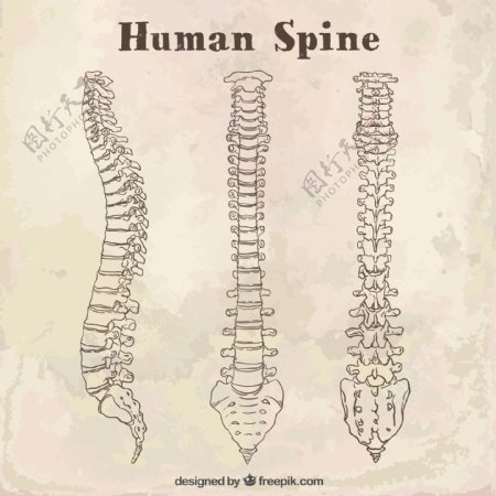 素描人体脊柱
