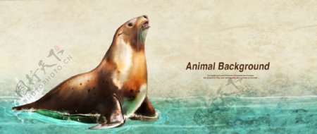 彩铅画效果动物分层背景海豹