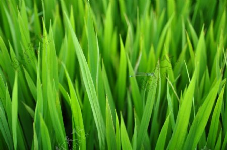 绿色稻田上的蜻蜓高清图片