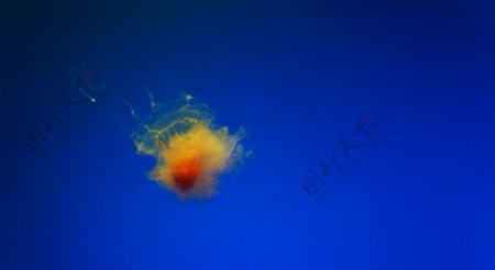 海底里的蛋黄水母