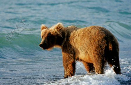 海边的熊
