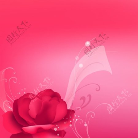 粉色浪漫情人节玫瑰花背景