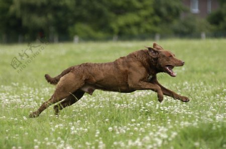 奔跑在草地上的狗