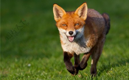 草地上奔跑的狐狸
