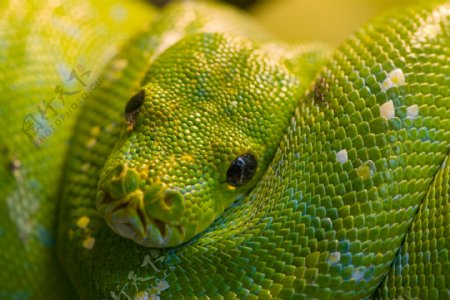 绿色蛇