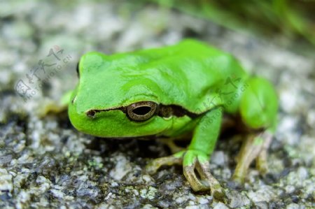绿色的青蛙