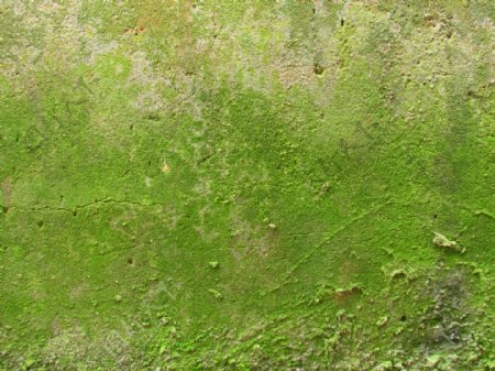 生苔藓的水泥墙图片