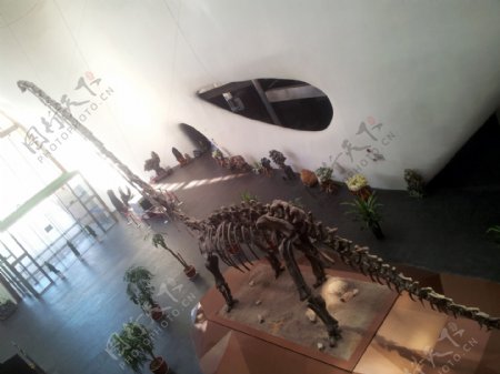 鄂尔多斯博物馆恐龙展图片