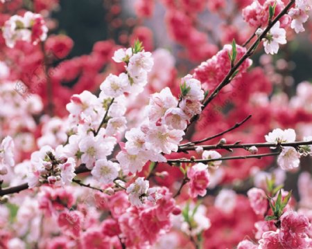 粉红桃花桃花海洋春色