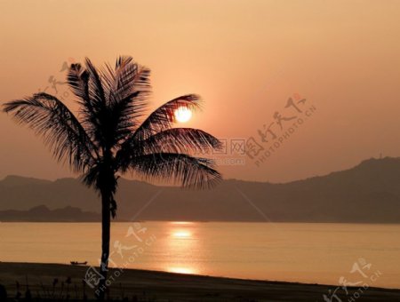 夕阳下的棕榈树