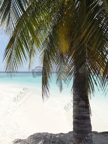 马尔代夫的棕榈树