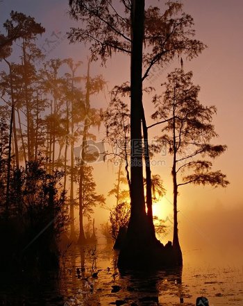 夕阳下的奥克弗诺基沼泽