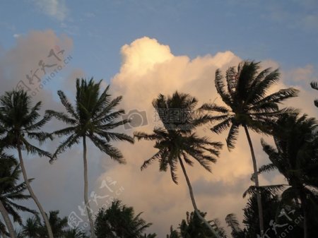 天空下的棕榈树