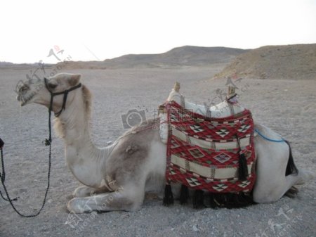 坐在骆驼
