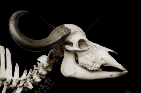 非洲水牛的骨架