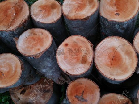 木材加工厂里的原木