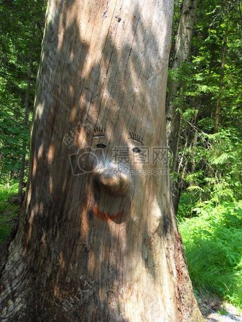 树干上的笑脸