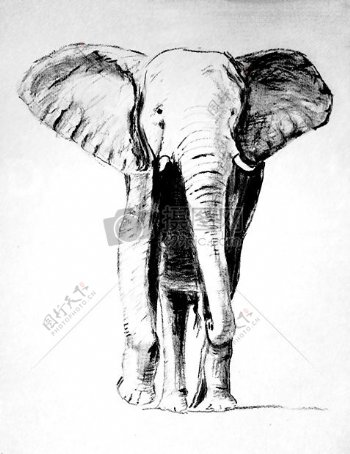 一只大象的素描