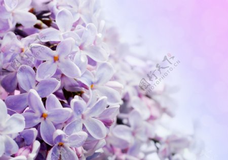 紫色小花背景